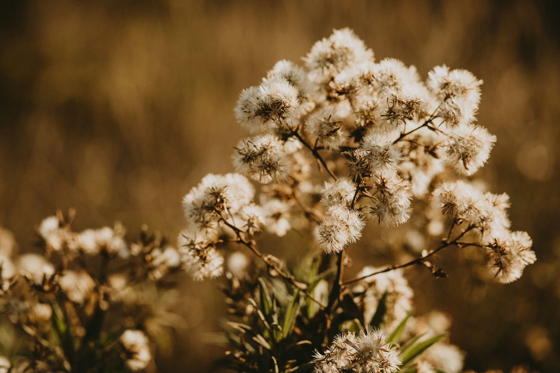 Foto Pré Wedding na Serra da Calçada - Imagem 8