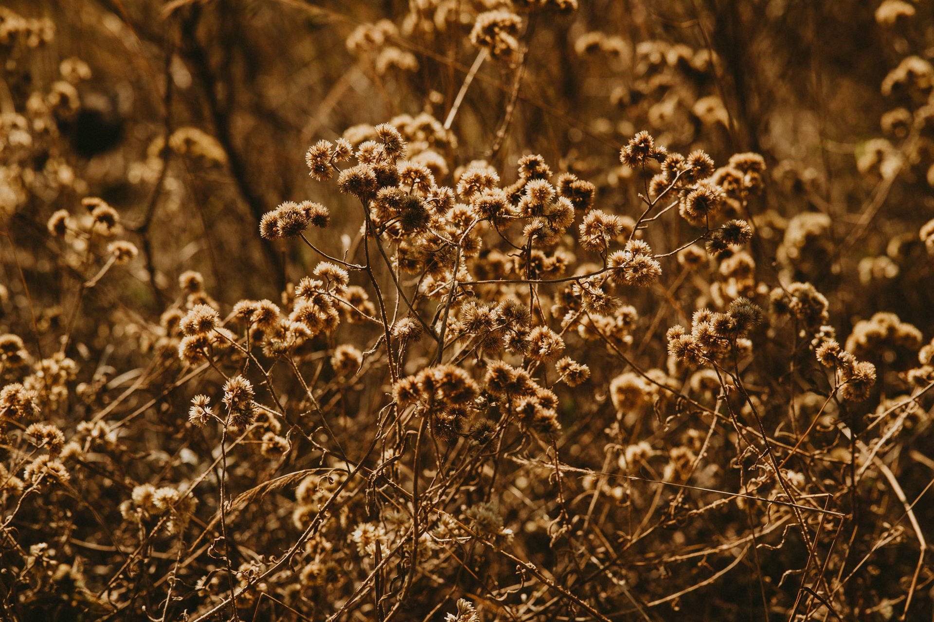 Foto Pré Wedding na Serra da Calçada - Imagem 1