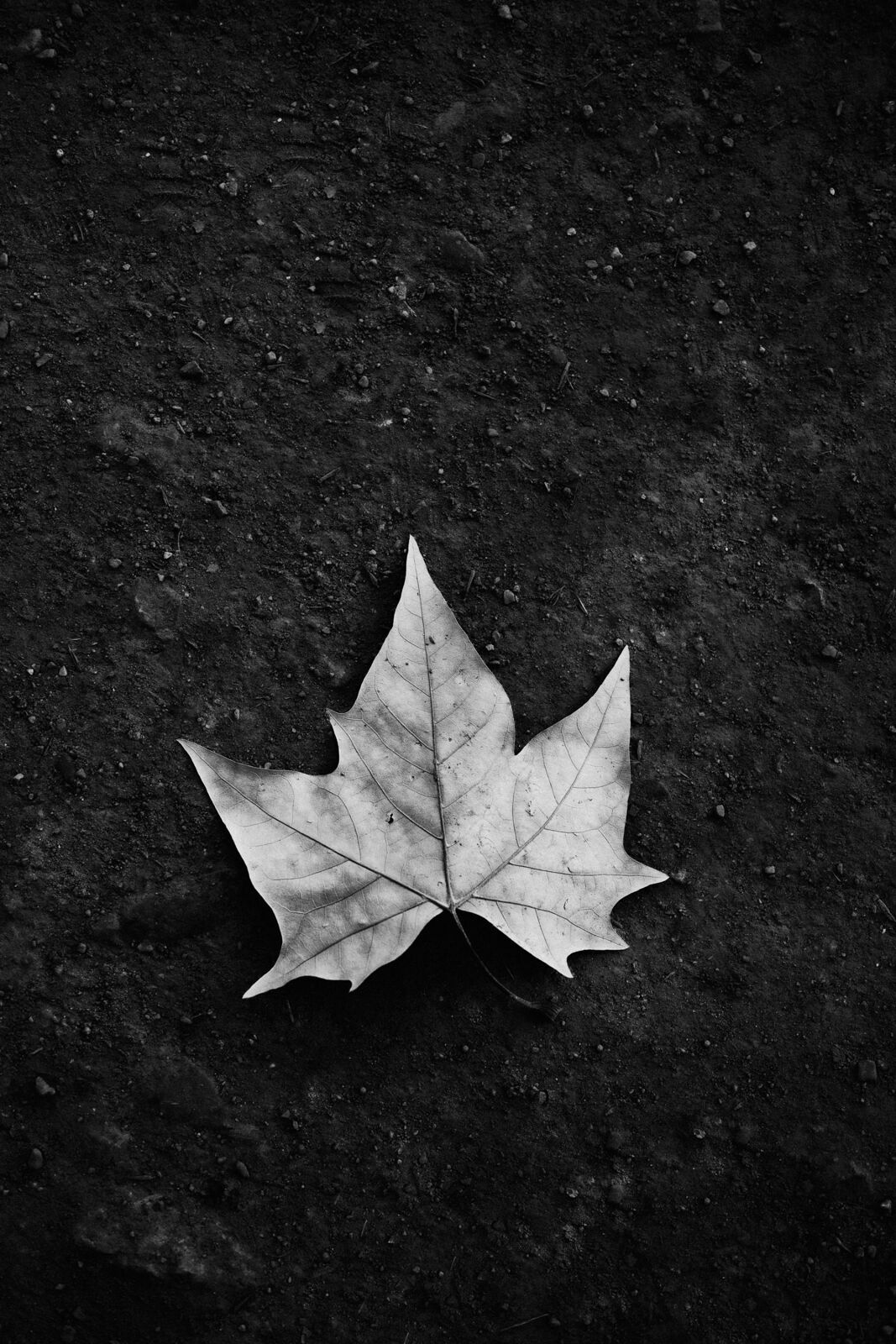 Foto NOSSA VIAGEM PARA MENDOZA Foto NOSSA VIAGEM PARA MENDOZA - Imagem 37