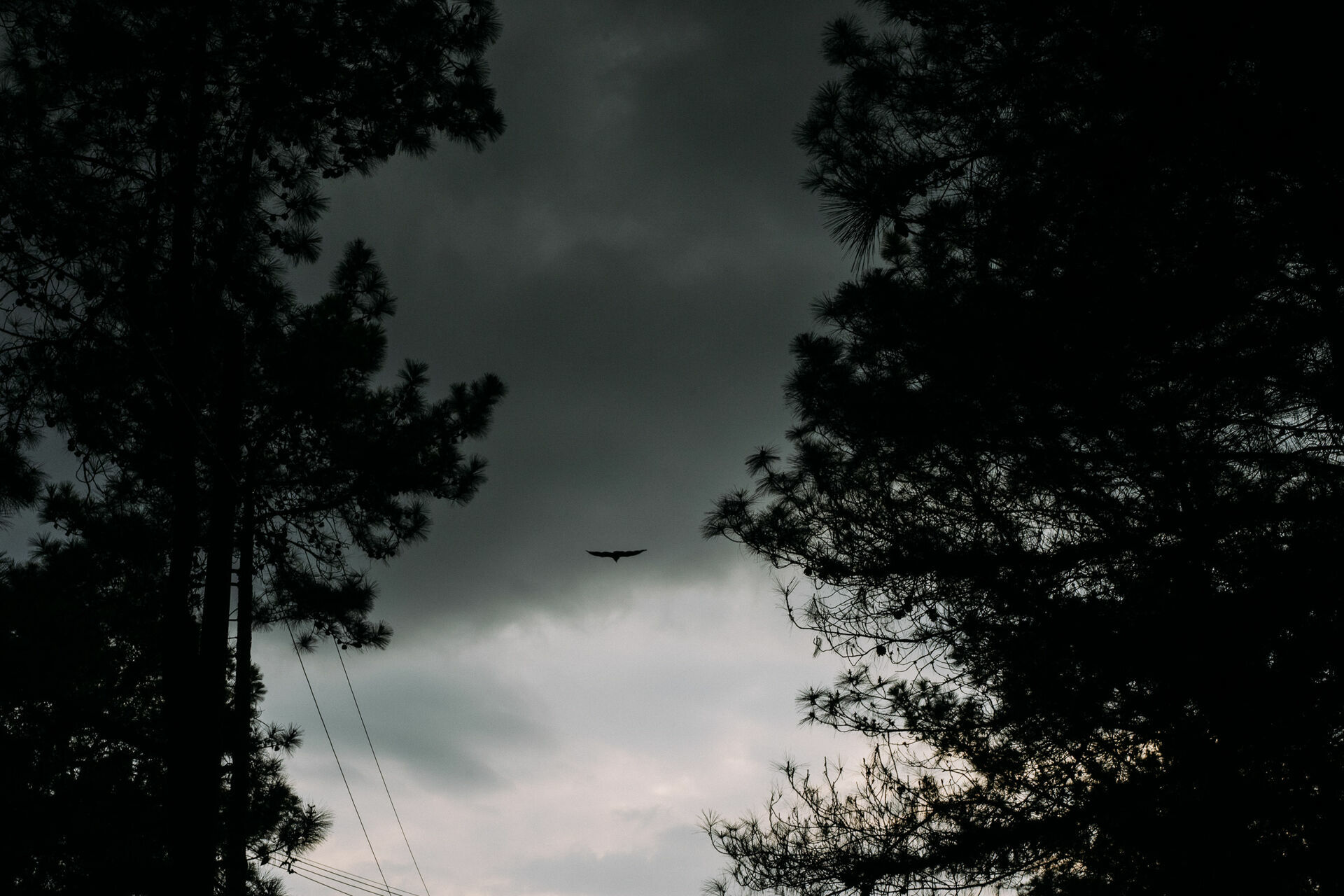 Foto Pré Wedding em Macacos - Imagem 7